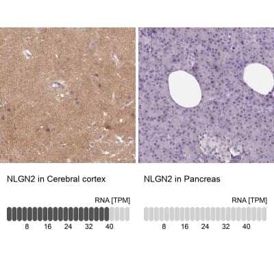 <b>Orthogonal Strategies Validation. </b>Immunohistochemistry-Paraffin: Neuroligin 2/NLGN2 Antibody [NBP2-49590] - Staining in human cerebral cortex and pancreas tissues using anti-NLGN2 antibody. Corresponding NLGN2 RNA-seq data are presented for the same tissues.