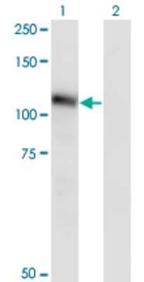 Western Blot: Neuroligin 3/NLGN3 Antibody (2A6) [H00054413-M02] - Analysis of NLGN3 expression in transfected 293T cell line by NLGN3 monoclonal antibody (M02), clone 2A6.Lane 1: NLGN3 transfected lysate(91.8 KDa).Lane 2: Non-transfected lysate.