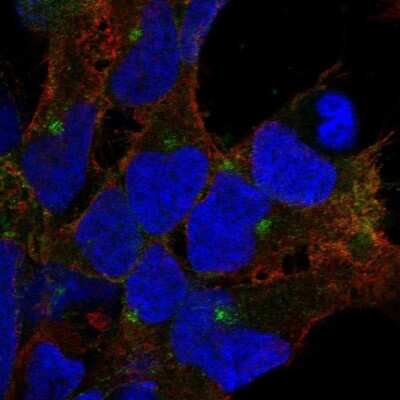 Immunocytochemistry/Immunofluorescence: Neuroligin 3/NLGN3 Antibody [NBP2-68578] - Staining of human cell line AF22 shows localization to the Golgi apparatus & cell junctions.