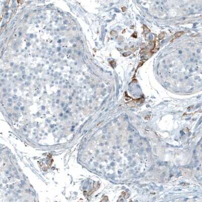 Immunohistochemistry-Paraffin: Neuroligin 3/NLGN3 Antibody [NBP1-90080] - Staining of human testis shows moderate cytoplasmic positivity in Leydig cells.
