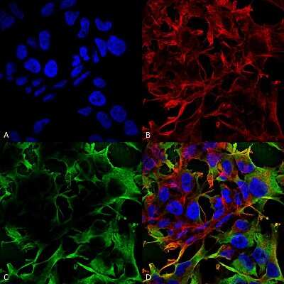 Immunocytochemistry/Immunofluorescence: Neuroligin 3/NLGN3 Antibody (S110-29) [NBP2-42200] - Immunocytochemistry/Immunofluorescence analysis using Mouse Anti-Neuroligin 3/NLGN3 Monoclonal Antibody, Clone S110-29 (NBP2-42200). Tissue: Neuroblastoma cell line (SK-N-BE). Species: Human. Fixation: 4% Formaldehyde for 15 min at RT. Primary Antibody: Mouse Anti-Neuroligin 3/NLGN3 Monoclonal Antibody (NBP2-42200) at 1:100 for 60 min at RT. Secondary Antibody: Goat Anti-Mouse ATTO 488 at 1:100 for 60 min at RT. Counterstain: Phalloidin Texas Red F-Actin stain; DAPI (blue) nuclear stain at 1:1000, 1:5000 for 60min RT, 5min RT. Localization: Cell Membrane, Cell Junction, Synapse . Magnification: 60X. (A) DAPI (blue) nuclear stain. (B) Phalloidin Texas Red F-Actin stain. (C) Neuroligin 3/NLGN3 Antibody. (D) Composite.