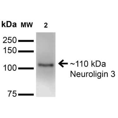 Western Blot: Neuroligin 3/NLGN3 Antibody (S110-29) [NBP2-42200] - Western Blot analysis of Mouse Brain Membrane showing detection of ~110 kDa Neuroligin 3/NLGN3 protein using Mouse Anti-Neuroligin 3/NLGN3 Monoclonal Antibody, Clone S110-29 (NBP2-42200). Lane 1: Molecular Weight Ladder. Lane 2: Mouse Brain Membrane. Load: 15 ug. Block: 2% BSA and 2% Skim Milk in 1X TBST. Primary Antibody: Mouse Anti-Neuroligin 3/NLGN3 Monoclonal Antibody (NBP2-42200) at 1:200 for 16 hours at 4C. Secondary Antibody: Goat Anti-Mouse IgG: HRP at 1:1000 for 1 hour RT. Color Development: ECL solution for 6 min in RT. Predicted/Observed Size: ~110 kDa.