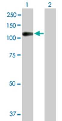 Western Blot: Neuroligin 3/NLGN3 Antibody [H00054413-B01P] - Analysis of NLGN3 expression in transfected 293T cell line by NLGN3 polyclonal antibody.  Lane 1: NLGN3 transfected lysate(91.08 KDa). Lane 2: Non-transfected lysate.