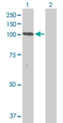 Western Blot: Neuroligin 3/NLGN3 Antibody [H00054413-D01P] - Analysis of NLGN3 expression in transfected 293T cell line by NLGN3 polyclonal antibody.Lane 1: NLGN3 transfected lysate(91.80 KDa).Lane 2: Non-transfected lysate.