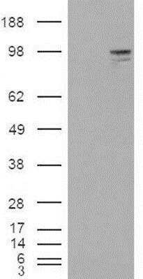 Western Blot: Neuroligin 3/NLGN3 Antibody [NB100-79866] - HEK293 overexpressing Neuregulin3 and probed with (mock transfection in first lane).