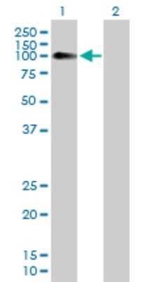 Western Blot: Neuroligin 4/NLGN4/Neuroligin 4 X-Linked Antibody [H00057502-B01P] - Analysis of NLGN4X expression in transfected 293T cell line by NLGN4X polyclonal antibody.  Lane 1: NLGN4X transfected lysate(89.76 KDa). Lane 2: Non-transfected lysate.