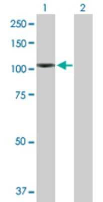 Western Blot: Neuroligin 4/NLGN4/Neuroligin 4 X-Linked Antibody [H00057502-D01P] - Analysis of NLGN4X expression in transfected 293T cell line by NLGN4X polyclonal antibody.Lane 1: NLGN4X transfected lysate(91.90 KDa).Lane 2: Non-transfected lysate.