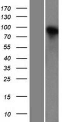 Western Blot: Neuroligin 4 X-Linked Overexpression Lysate (Adult Normal) [NBL1-13668] Left-Empty vector transfected control cell lysate (HEK293 cell lysate); Right -Over-expression Lysate for Neuroligin 4 X-Linked.