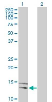 Western Blot: Neuroligin 4 Y-Linked Antibody [H00022829-D01P] - Analysis of NLGN4Y expression in transfected 293T cell line by NLGN4Y polyclonal antibody.Lane 1: NLGN4Y transfected lysate(15.20 KDa).Lane 2: Non-transfected lysate.