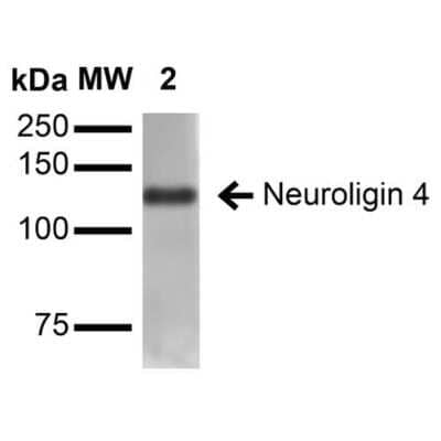 Western Blot Neuroligin 4X/NLGN4X Antibody (S98-7) - BSA Free