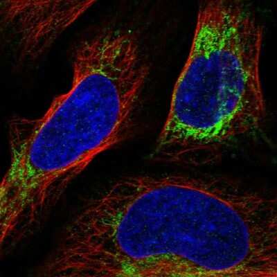 Immunocytochemistry/Immunofluorescence: Neurolysin Antibody [NBP1-89198] - Immunofluorescent staining of human cell line U-2 OS shows localization to mitochondria.