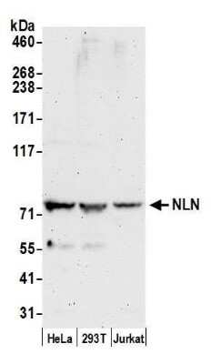 Western Blot: Neurolysin Antibody [NBP2-59117] - Detection of human NLN by western blot. Samples: Whole cell lysate (50 ug) from HeLa, 293T, and Jurkat cells prepared using NETN lysis buffer. Antibody: Affinity purified rabbit anti-NLN antibody NBP2-59117 used for WB at 1:1000. Detection: Chemiluminescence with an exposure time of 3 minutes.