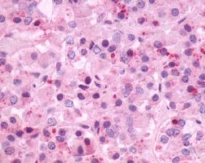 Immunohistochemistry: Neuromedin B R/NMBR Antibody [NLS828] - Analysis of anti-NMBR antibody with brain, pituitary using this antibody at 9 ug/ ml.