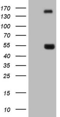 Western Blot: Neuronal Pentraxin 1 Antibody (5G9) [NBP2-46203] - Analysis of HEK293T cells were transfected with the pCMV6-ENTRY control (Left lane) or pCMV6-ENTRY Neuronal Pentraxin 1.