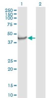 Western Blot: Neuronal Pentraxin 1 Antibody (7E6) [H00004884-M06] - Analysis of NPTX1 expression in transfected 293T cell line by NPTX1 monoclonal antibody (M06), clone 7E6. Lane 1: NPTX1 transfected lysate (Predicted MW: 47.52 KDa). Lane 2: Non-transfected lysate.