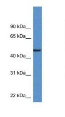 Western Blot: Neuronal Pentraxin 1 Antibody [NBP1-79764] -  Titration: 1.0 ug/ml Positive Control: Mouse Brain.