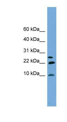 Western Blot Neuronatin Antibody