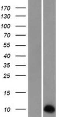 Western Blot Neuronatin Overexpression Lysate