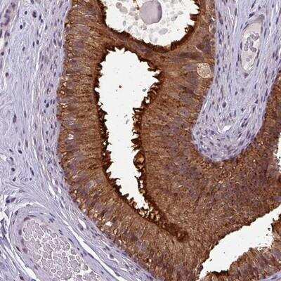 Immunohistochemistry Neuropeptide FF R1/NPFFR1 Antibody - BSA Free