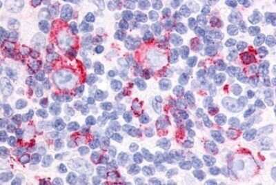 Immunohistochemistry-Paraffin Neuropeptide FF R1/NPFFR1 Antibody - BSA Free