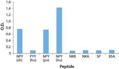 Peptide ELISA: Neuropeptide Y Antibody [NB600-1094] - ELISA plates (96 well) were coated with various peptides (Columns 1-7) and BSA (Column 8), (0.5 ug/well), incubated with Anti-Neuropeptide Y  (antibody dilution 1:5,000) and developed using Goat Anti-Rabbit IgG-Alkaline Phosphatase 