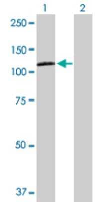 Western Blot: Neuropilin-2 Antibody [H00008828-D01P] - Analysis of NRP2 expression in transfected 293T cell line by NRP2 polyclonal antibody.Lane 1: NRP2 transfected lysate(104.30 KDa).Lane 2: Non-transfected lysate.