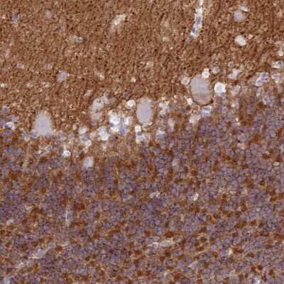 Immunohistochemistry: Neuroplastin Antibody [NBP2-47357] - Staining of human cerebellum shows distinct positivity in cells in granular layer and neuropil. Purkinje cells were negative.