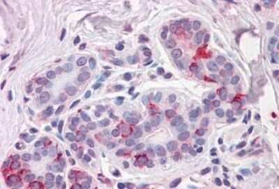 Immunohistochemistry-Paraffin: Neuroplastin Antibody [NBP1-78440] - Analysis of anti-NPTN antibody with human breast.