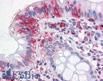 Immunohistochemistry-Paraffin: Neuroplastin Antibody [NBP1-78440] - Analysis of anti-NPTN antibody with human colon.