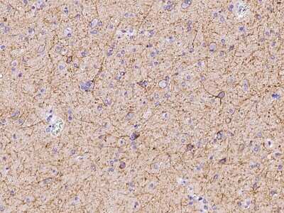 Immunohistochemistry-Paraffin: Neuroplastin Antibody [NBP2-97104] - Immunochemical staining of human Neuroplastin in human brain with rabbit polyclonal antibody (1:20000, formalin-fixed paraffin embedded sections).