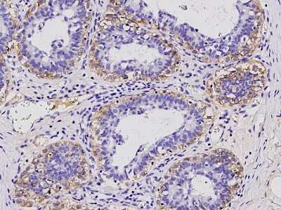 Immunohistochemistry-Paraffin: Neuroplastin Antibody [NBP2-97104] - Immunochemical staining of human Neuroplastin in human breast with rabbit polyclonal antibody (1:20000, formalin-fixed paraffin embedded sections).