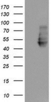 Western Blot: Neuroplastin Antibody (OTI3C4) - Azide and BSA Free [NBP2-72966] - HEK293T cells were transfected with the pCMV6-ENTRY control (Left lane) or pCMV6-ENTRY NPTN (Right lane) cDNA for 48 hrs and lysed. Equivalent amounts of cell lysates (5 ug per lane) were separated by SDS-PAGE and immunoblotted with anti-NPTN.