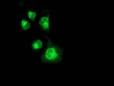 Immunocytochemistry/Immunofluorescence: Neuroplastin Antibody (OTI3C4) [NBP2-01793] - Staining of COS7 cells transiently transfected by pCMV6-ENTRY NPTN.