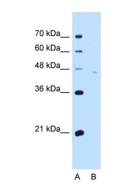 Western Blot: Neuroplastin Antibody [NBP1-62423] - HepG2 cell lysate, Antibody Titration: 5.0ug/ml