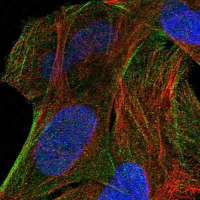 Immunocytochemistry/Immunofluorescence: Neurotrypsin Antibody [NBP1-89925] - Immunofluorescent staining of human cell line U-2 OS shows localization to actin filaments.