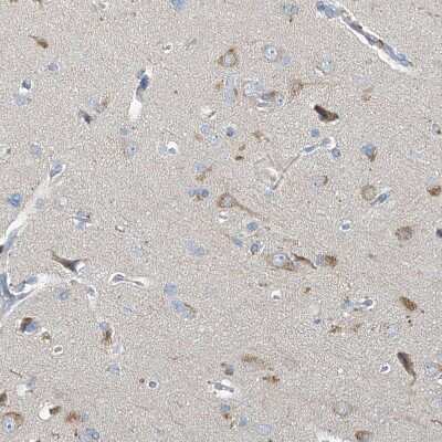Immunohistochemistry-Paraffin: Neurotrypsin Antibody [NBP1-89925] - Staining of human cerebral cortex shows weak cytoplasmic positivity in neurons.