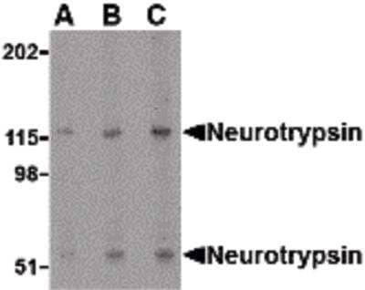 Western Blot: Neurotrypsin Antibody [NBP1-03232] - SK-N-SH cell lysate.