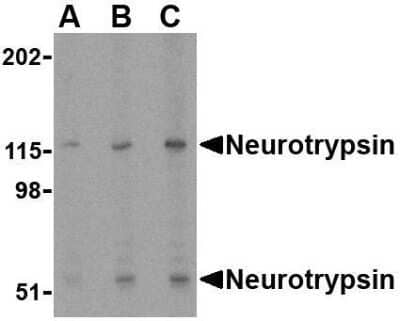 Western Blot Neurotrypsin Antibody - BSA Free