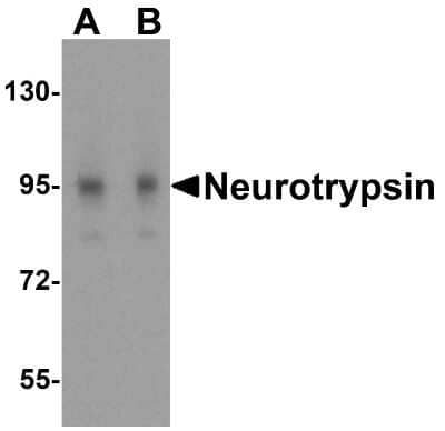 Western Blot: Neurotrypsin Antibody [NBP1-76784] - Analysis in in 3T3 cell lysate with antibody at (A) 0.25 and (B) 0.5 ug/mL.