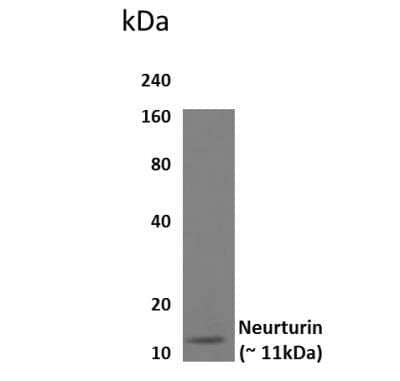 Western Blot: Neurturin Antibody (32E21) [NBP2-22024] - Lysates of HEK293 cells overexpressing human Neurturin.