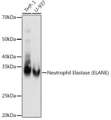 Western Blot: Neutrophil Elastase/ELA2 Antibody (8X4E6) [NBP3-16724] - Analysis of extracts of various cell lines, using Neutrophil Elastase/ELA2 antibody (NBP3-16724) at 1:1000 dilution. Secondary antibody: HRP Goat Anti-Rabbit IgG (H+L) at 1:10000 dilution. Lysates/proteins: 25ug per lane. Blocking buffer: 3% nonfat dry milk in TBST. Detection: ECL Basic Kit. Exposure time: 3s.