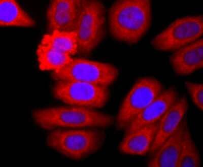 Immunocytochemistry/Immunofluorescence: Neutrophil Elastase/ELA2 Antibody (JF098-6) [NBP2-66972] - Staining Neutrophil Elastase in HepG2 cells (red). The nuclear counter stain is DAPI (blue). Cells were fixed in paraformaldehyde, permeabilised with 0.25% Triton X100/PBS.