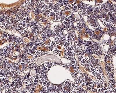 Immunohistochemistry-Paraffin: Neutrophil Elastase/ELA2 Antibody (JF098-6) [NBP2-66972] - Immunohistochemical analysis of paraffin-embedded mouse bone tissue using anti-Neutrophil Elastase/ELA2 antibody. The section was pre-treated using heat mediated antigen retrieval with Tris-EDTA buffer (pH 8.0-8.4) for 20 minutes. The tissues were blocked in 5% BSA for 30 minutes at room temperature, washed with ddH2O and PBS, and then probed with the primary antibody (1/50) for 30 minutes at room temperature. The detection was performed using an HRP conjugated compact polymer system. DAB was used as the chromogen. Tissues were counterstained with hematoxylin and mounted with DPX.