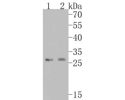 Western Blot Neutrophil Elastase/ELA2 Antibody (JF098-6)