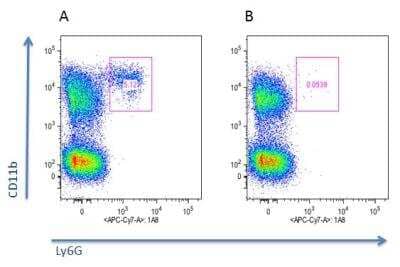Flow Cytometry: Neutrophils Antibody (Nimp-R14) - Azide and BSA Free [NBP2-80063] - Mouse neutrophils are depleted in vivo by Neutrophils (mouse), mAb (blocking) (Nimp-R14) (preservative free) (NBP2-80063).