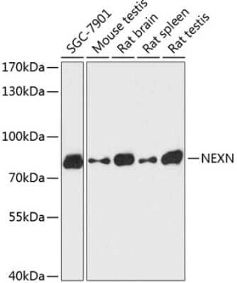 Western Blot Nexilin Antibody - Azide and BSA Free