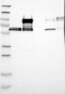 Western Blot Nexilin Antibody - BSA Free