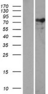 Western Blot Nexilin Overexpression Lysate