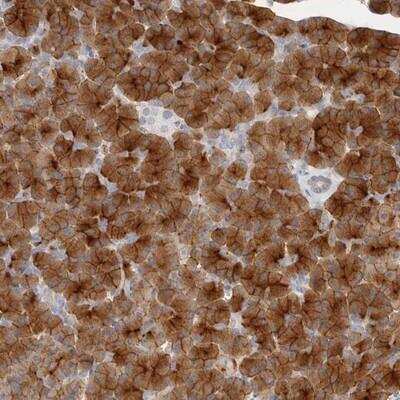 Immunohistochemistry: Niban Antibody [NBP1-88340] - Staining of human pancreas shows strong cytoplasmic and membrane positivity in exocrine cells while islet cells were negative.