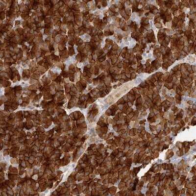 Immunohistochemistry-Paraffin: Niban Antibody [NBP1-88338] - Staining of human pancreas shows strong cytoplasmic and membranous positivity in exocrine cells.